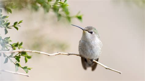 Hummingbird 4k, HD Birds, 4k Wallpapers, Images, Backgrounds, Photos ...