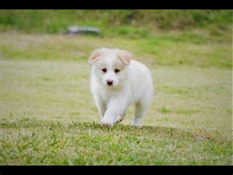 Blonde Border Collie Puppies
