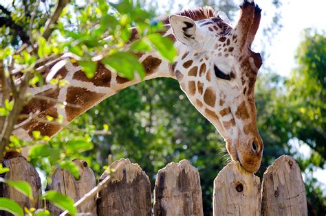 Best Zoo In Orlando Florida : A Wild Guide To The 10 Best Zoos In ...