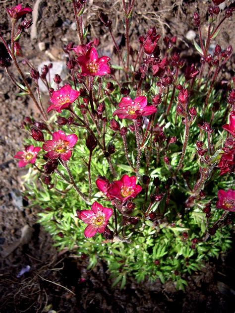 PlantFiles Pictures: Rockfoil, Mossy Saxifrage 'Highlander Red ...