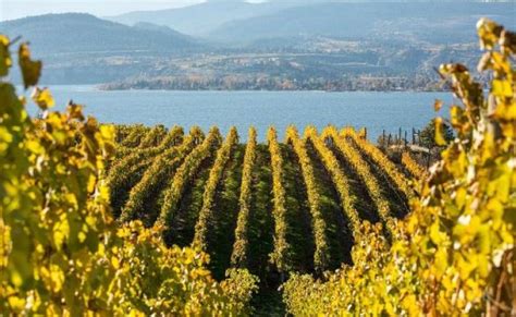 10 Reasons to visit BC Wine Country this Summer | BCWineTrends