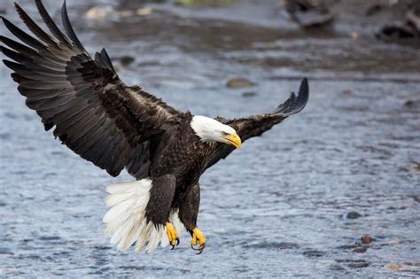 Majestic Eagles Photo Contest Winners