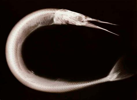 needlefish info  needle  fish ocean info