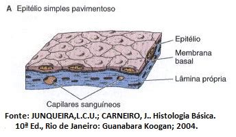 Epitelial :: Biologiaehvida