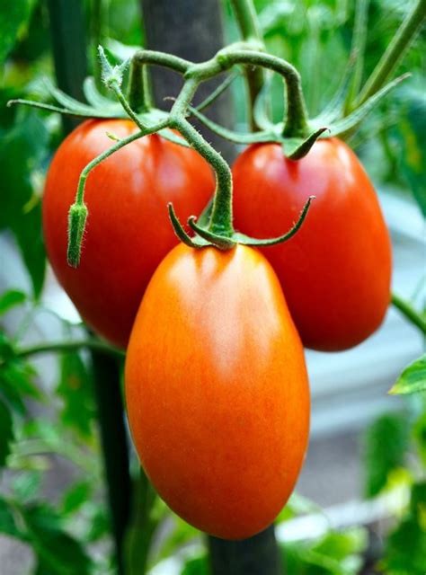 Pomodoro San Marzano Maturo Bio Kg Vendita Online Azienda