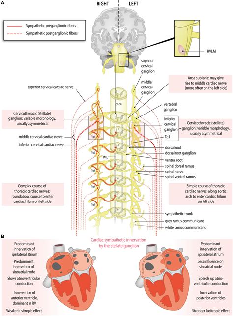 Superficial Cardiac Plexus