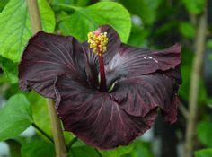 900+ Hibiscus Lover ideas | hibiscus, hibiscus flowers, planting flowers