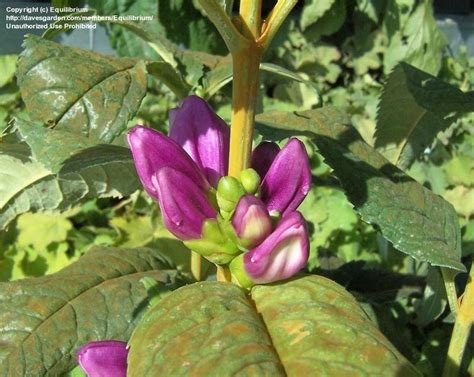 Plantfiles Pictures Chelone Pink Turtlehead Lyon S Turtlehead Hot