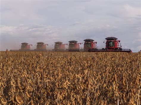 Soybean harvesting stock photo. Image of business, caucasian - 99172450