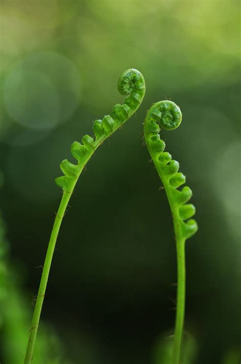Free Images : forest, leaf, flower, spring, green, botany, flora, fauna