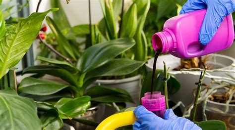 Houseplant Fertilizers: A Beginner's Guide