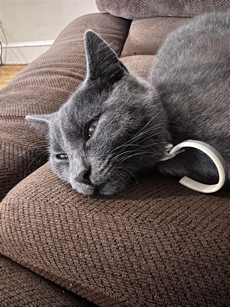 Delaware Lost and Found Pets | Romeo Bartholomew, male gray kitten, 6