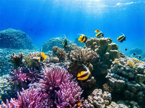 fascinating coral reef animals unveiling ocean marvels