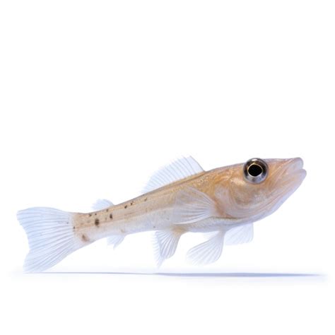 Premium Ai Image Dwarf Goby Isolated On White Background Generative Ai