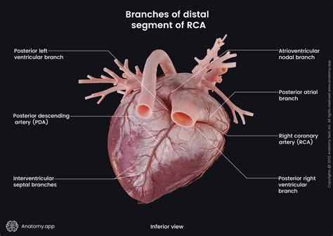 Coronary Arteries Anatomy Posterior View