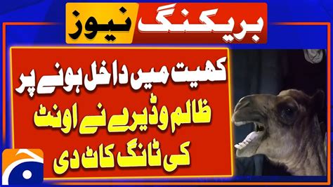 Wadera In Sanghar Cut Off The Legs Of A Camel Breaking News Geo