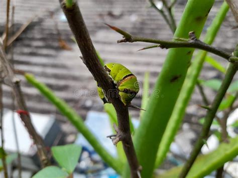 Cocoons Papilio Demoleus Larva Stock Image - Image of animal, cocoons ...