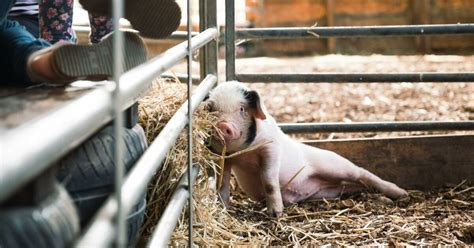 Full Belly Farm Tours Barrington Coast