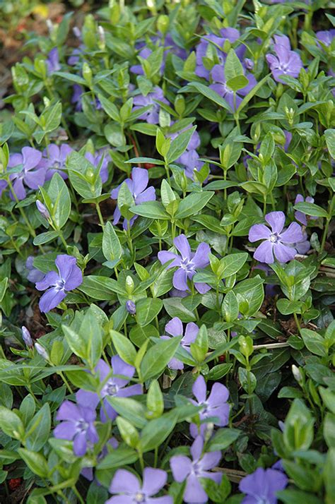 Dart's Blue Periwinkle (Vinca minor 'Dart's Blue') in Wilmette Chicago ...