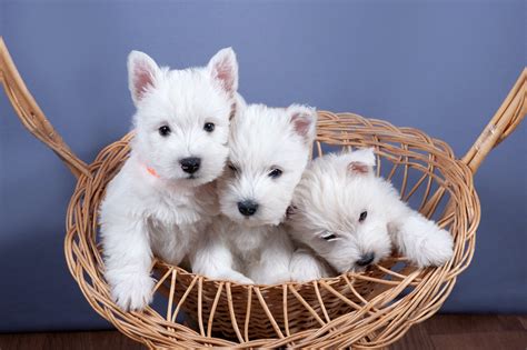 West Highland Terrier Newborn Puppies