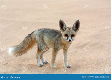 fennec  desert fox fennecus zerda female carrying young  neck