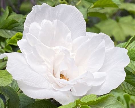 12 Best Shrub Roses For Abundant Blooms In Every Garden | Gardening