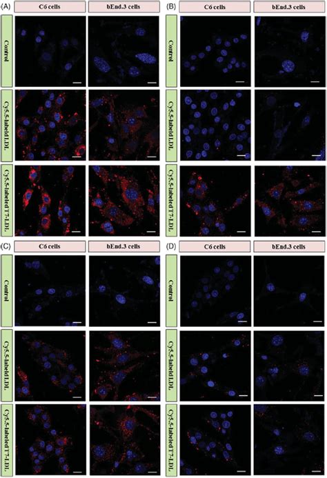 cellular uptake   formulations  cells  cellular