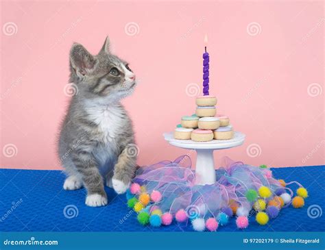 Kitten Birthday Stock Images 1669 Photos