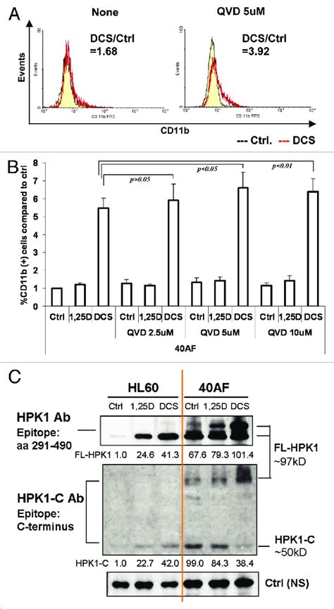 The Pan Caspase Inhibitor Q Vd Oph Further Enhances Dcs Induced