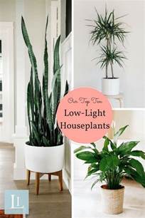 Indoor Plants For Beginners - Indoor Plants