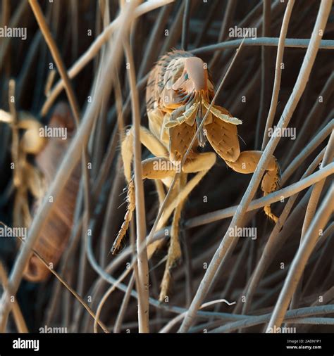 Cat Flea Ctenocephalides Felis Amongst Cat Hairs Coloured Scanning