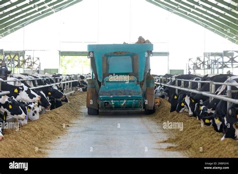 Automatic Feed Dispenser For Cows Modern Agricultural Cow Farm Food