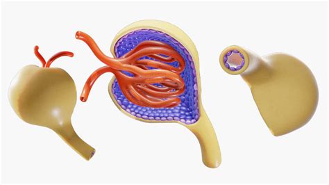 Glomerulus Anatomy D Model By H Ydari