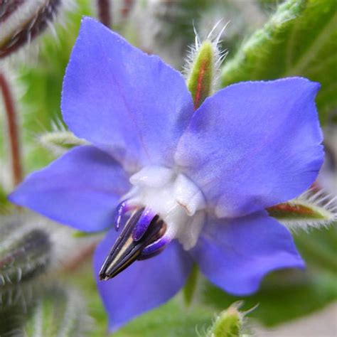 How To Get Rid Of Codling Moth Kings Plant Doctor