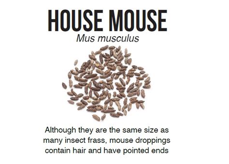 House Mouse - Article