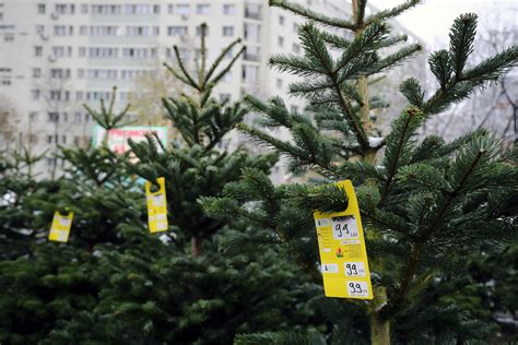 Cât costă un brad scos la vânzare de Romsilva la finalul lui noiembrie