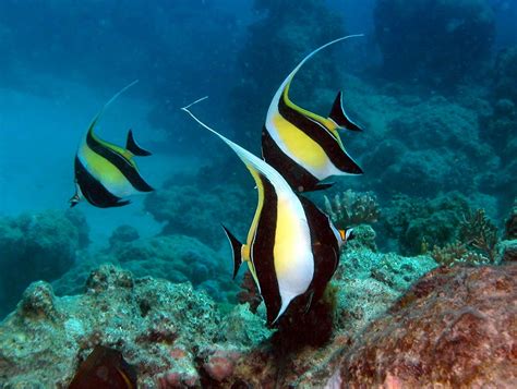 great barrier reef organisms