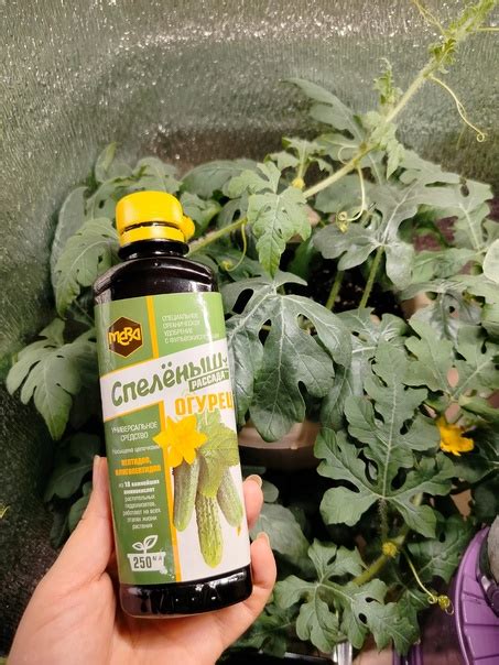 Арбузы в зимнем огороде это реально. И даже в не большом объёме земли ...