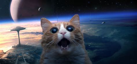 Space Cat Wallpaper - WallpaperSafari