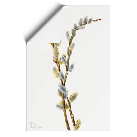 East Urban Home Pussy Willow By Mary Vaux Walcott No Frame Painting