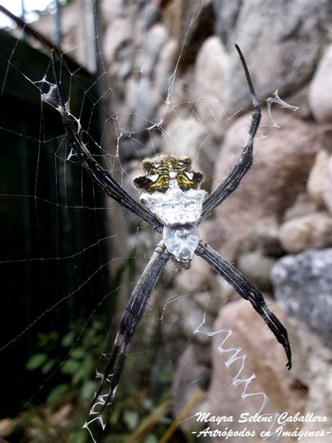 Ara A Plateada De Jard N Argiope Argentata Ecoregistros