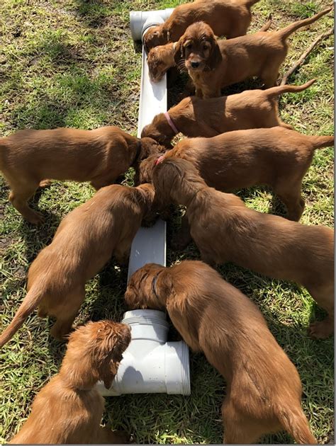 Photo Of The Week As At September Irish Setters Australia