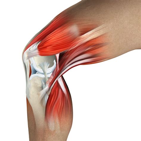 The Anatomy Of The Knee