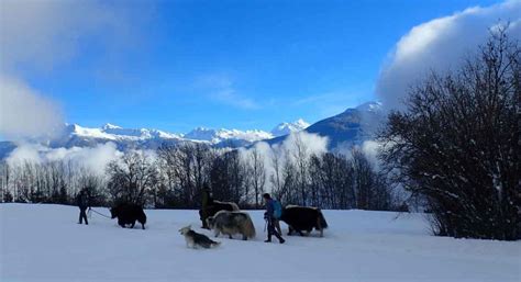 Randonnées en yak en Suisse - Skinordique.net