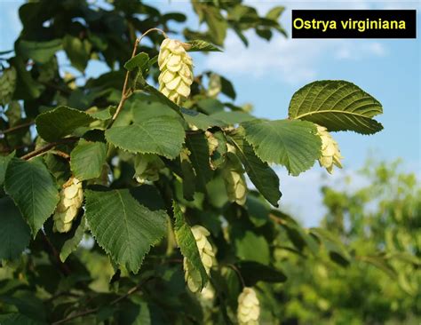 Grow a Resistant & Attractive Ironwood Tree - Hardy & Low Maintenance ...