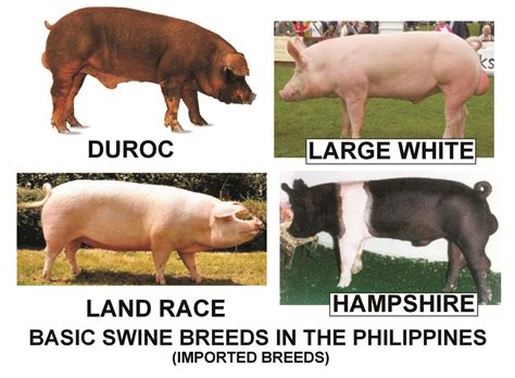 Breeds Of Show Pigs