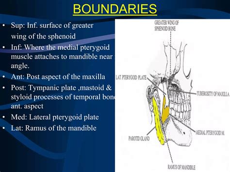 Surgical Anatomy Of Infratemporal Fossa By Dr Aditya Tiwari Ppt