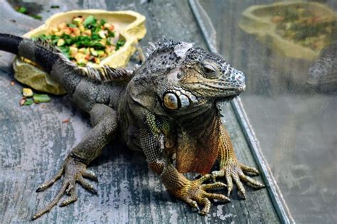 Sandra Mendelson Clt Cpt Hc Ac On Linkedin An Iguana Steps Forward