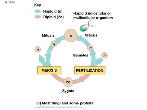 Meiosis And Sexual Life Cycles презентация онлайн