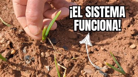 Desarrollo de LAS CEBOLLAS Y AJOS QUE PLANTAMOS Guía de cultivo YouTube